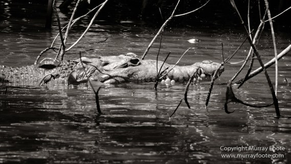 Architecture, Black and White, History, Jamaica, Landscape, Monochrome, Nature, Photography, Street photography, Travel, Wilderness, Wildlife