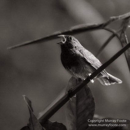 Architecture, Black and White, History, Jamaica, Landscape, Monochrome, Nature, Photography, Street photography, Travel, Wilderness, Wildlife