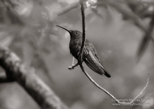Architecture, Black and White, History, Jamaica, Landscape, Monochrome, Nature, Photography, Street photography, Travel, Wilderness, Wildlife
