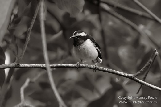 Architecture, Black and White, History, Jamaica, Landscape, Monochrome, Nature, Photography, Street photography, Travel, Wilderness, Wildlife