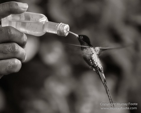 Architecture, Black and White, History, Jamaica, Landscape, Monochrome, Nature, Photography, Street photography, Travel, Wilderness, Wildlife