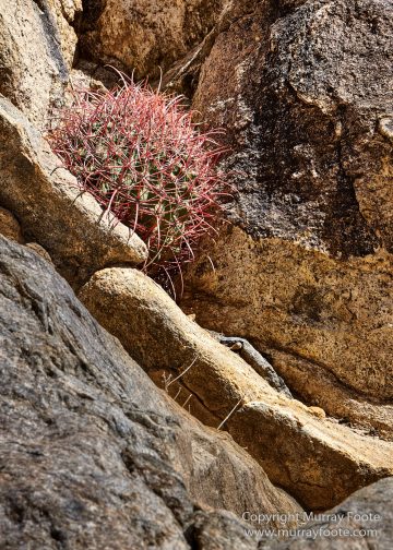 Borrego Palm Canyon, Desert, Landscape, Nature, Photography, Salton Sea, Travel, Wilderness, Wildlife