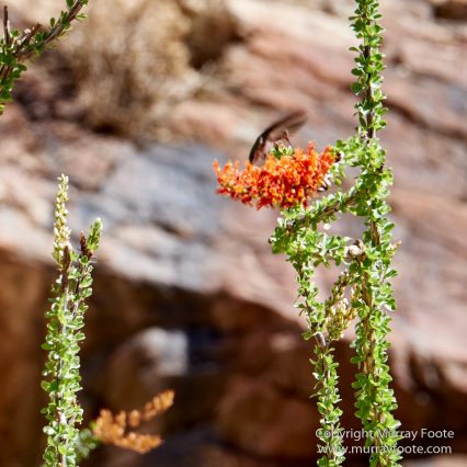 Borrego Palm Canyon, Desert, Landscape, Nature, Photography, Salton Sea, Travel, Wilderness, Wildlife