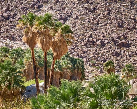 Borrego Palm Canyon, Desert, Landscape, Nature, Photography, Salton Sea, Travel, Wilderness, Wildlife