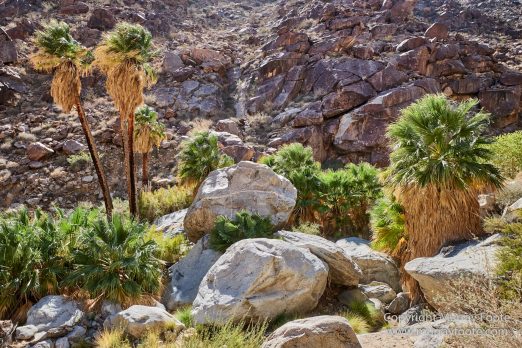 Borrego Palm Canyon, Desert, Landscape, Nature, Photography, Salton Sea, Travel, Wilderness, Wildlife