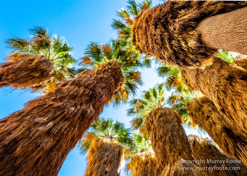 Borrego Palm Canyon, Desert, Landscape, Nature, Photography, Salton Sea, Travel, Wilderness, Wildlife