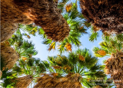 Borrego Palm Canyon, Desert, Landscape, Nature, Photography, Salton Sea, Travel, Wilderness, Wildlife