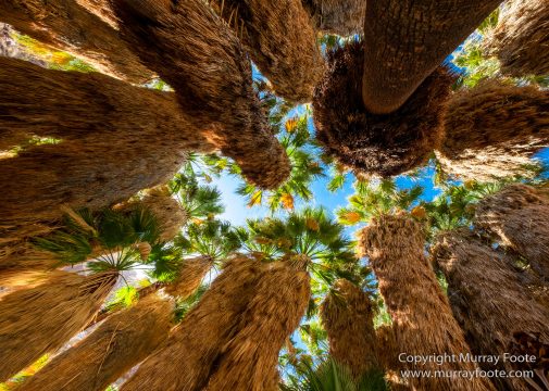 Borrego Palm Canyon, Desert, Landscape, Nature, Photography, Salton Sea, Travel, Wilderness, Wildlife