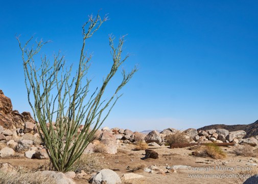 Borrego Palm Canyon, Desert, Landscape, Nature, Photography, Salton Sea, Travel, Wilderness, Wildlife