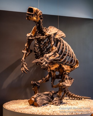 Archaeology, History, La Brea Tar Pits, Los Angeles, Photography, Travel