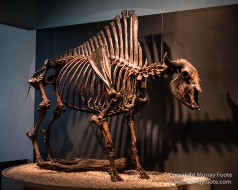 Archaeology, History, La Brea Tar Pits, Los Angeles, Photography, Travel