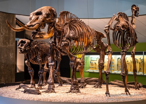 Archaeology, History, La Brea Tar Pits, Los Angeles, Photography, Travel
