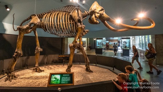 Archaeology, History, La Brea Tar Pits, Los Angeles, Photography, Travel