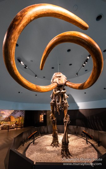 Archaeology, History, La Brea Tar Pits, Los Angeles, Photography, Travel