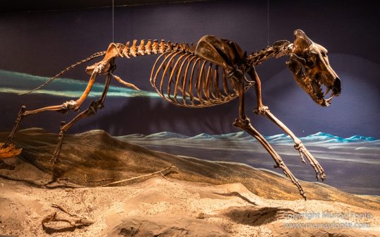 Archaeology, History, La Brea Tar Pits, Los Angeles, Photography, Travel