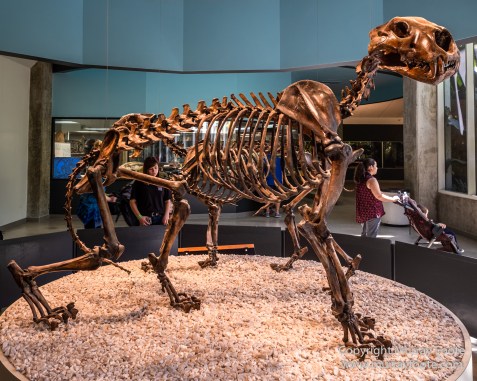 Archaeology, History, La Brea Tar Pits, Los Angeles, Photography, Travel