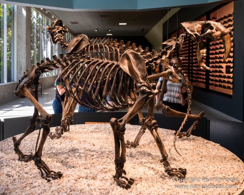 Archaeology, History, La Brea Tar Pits, Los Angeles, Photography, Travel