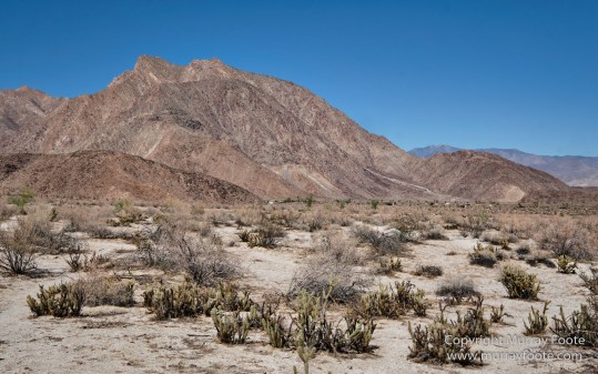 Borrego Palm Canyon, Desert, Landscape, Nature, Photography, Salton Sea, Travel, Wilderness, Wildlife