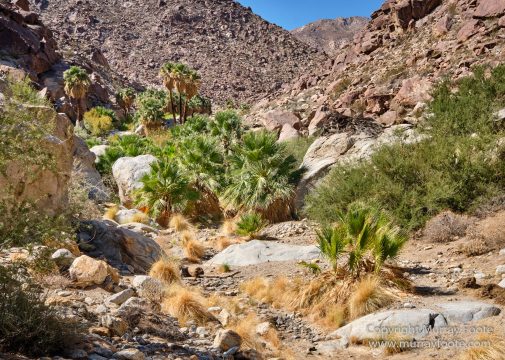 Borrego Palm Canyon, Desert, Landscape, Nature, Photography, Salton Sea, Travel, Wilderness, Wildlife