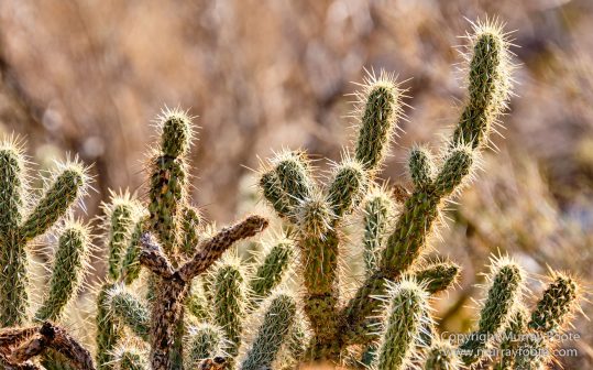 Borrego Palm Canyon, Desert, Landscape, Nature, Photography, Salton Sea, Travel, Wilderness, Wildlife