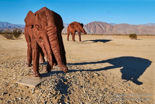 Desert, Galleta Meadows, Landscape, Megafauna, Nature, Photography, Salton Sea, Sculpture, Travel, Wilderness, Wildlife