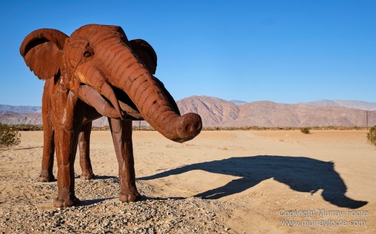 Desert, Galleta Meadows, Landscape, Megafauna, Nature, Photography, Salton Sea, Sculpture, Travel, Wilderness, Wildlife