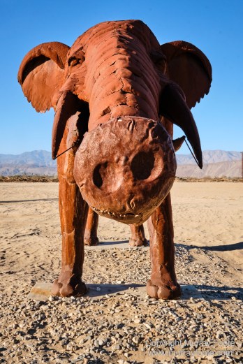 Desert, Galleta Meadows, Landscape, Megafauna, Nature, Photography, Salton Sea, Sculpture, Travel, Wilderness, Wildlife
