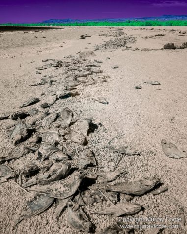 Desert, Ecology, Infrared, Landscape, Nature, Photography, Salton Sea, Travel, Wilderness