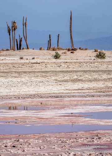Desert, Ecology, History, Irrigation, Landscape, Nature, Photography, Salton Sea, Travel, Wilderness, Wildlife