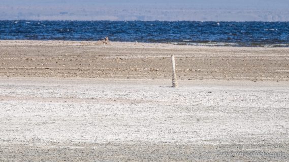 Desert, Ecology, History, Irrigation, Landscape, Nature, Photography, Salton Sea, Travel, Wilderness, Wildlife