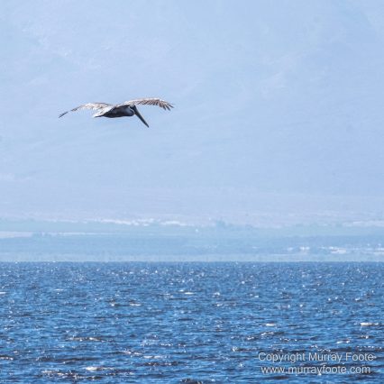 Desert, Ecology, History, Irrigation, Landscape, Nature, Photography, Salton Sea, Travel, Wilderness, Wildlife