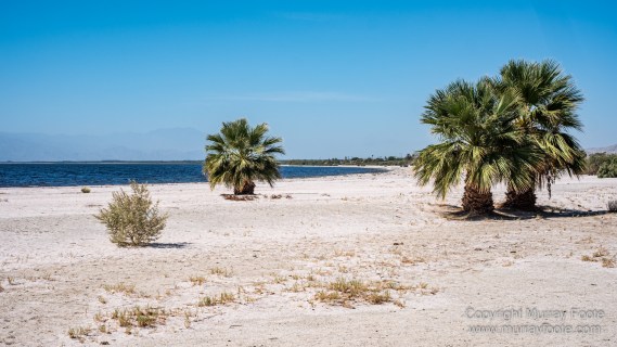 Desert, Ecology, History, Irrigation, Landscape, Nature, Photography, Salton Sea, Travel, Wilderness, Wildlife