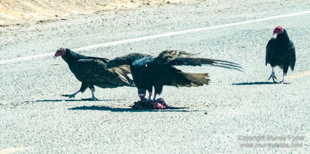 Birds, Desert, Landscape, Nature, Photography, Salton Sea, Travel, Wildlife