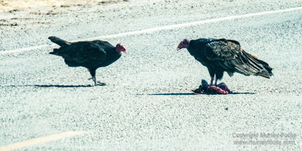 Birds, Desert, Landscape, Nature, Photography, Salton Sea, Travel, Wildlife