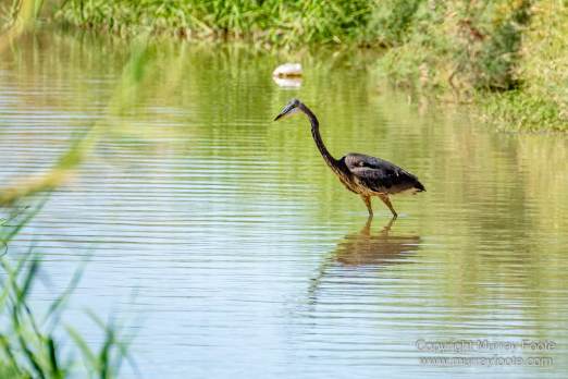 Birds, Desert, Landscape, Nature, Photography, Salton Sea, Travel, Wildlife