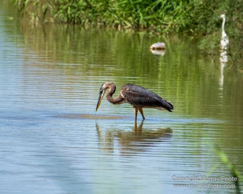 Birds, Desert, Landscape, Nature, Photography, Salton Sea, Travel, Wildlife