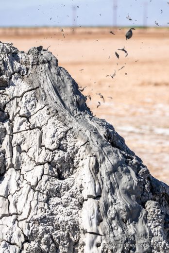 Birds, Desert, Landscape, Nature, Photography, Salton Sea, Travel, Wildlife