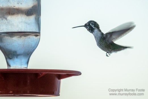 Birds, Desert, Landscape, Nature, Photography, Salton Sea, Travel, Wildlife