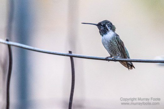 Birds, Desert, Landscape, Nature, Photography, Salton Sea, Travel, Wildlife