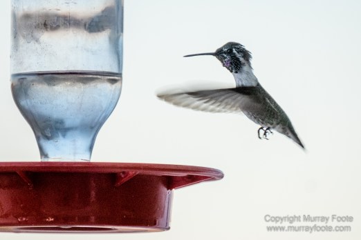 Birds, Desert, Landscape, Nature, Photography, Salton Sea, Travel, Wildlife
