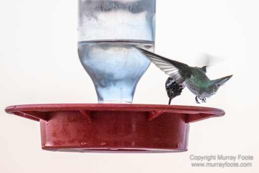 Birds, Desert, Landscape, Nature, Photography, Salton Sea, Travel, Wildlife