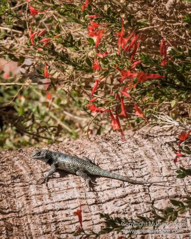 Cholla, Cottonwood Spring, Desert, Irrigation, Joshua Tree National Park, Landscape, Nature, Photography, Salton Sea, Travel