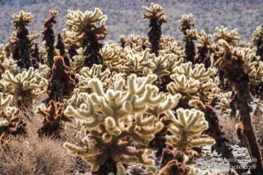 Cholla, Cottonwood Spring, Desert, Irrigation, Joshua Tree National Park, Landscape, Nature, Photography, Salton Sea, Travel