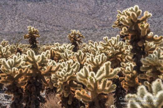 Cholla, Cottonwood Spring, Desert, Irrigation, Joshua Tree National Park, Landscape, Nature, Photography, Salton Sea, Travel