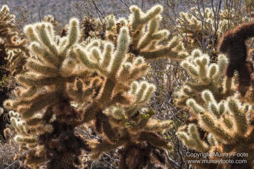 Cholla, Cottonwood Spring, Desert, Irrigation, Joshua Tree National Park, Landscape, Nature, Photography, Salton Sea, Travel