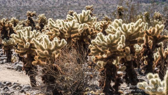 Cholla, Cottonwood Spring, Desert, Irrigation, Joshua Tree National Park, Landscape, Nature, Photography, Salton Sea, Travel