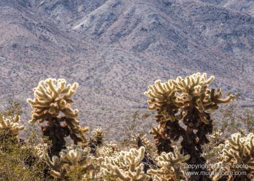 Cholla, Cottonwood Spring, Desert, Irrigation, Joshua Tree National Park, Landscape, Nature, Photography, Salton Sea, Travel