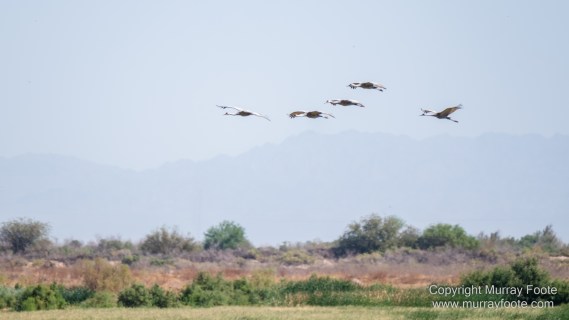 Birds, Desert, Landscape, Nature, Photography, Salton Sea, Travel, Wildlife