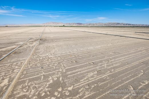 Cholla, Cottonwood Spring, Desert, Irrigation, Joshua Tree National Park, Landscape, Nature, Photography, Salton Sea, Travel