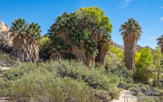 Cholla, Cottonwood Spring, Desert, Irrigation, Joshua Tree National Park, Landscape, Nature, Photography, Salton Sea, Travel